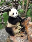 panda géant.jpg